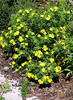Potentilla fruticosa 'Klondike'