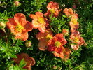 Potentilla fruticosa 'Red Ace'