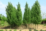 Populus nigra 'Italica'