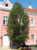 Populus simonii 'Fastigiata'