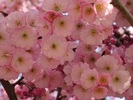 Prunus 'Accolade'