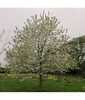 Prunus avium 'Plena'