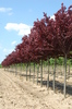 Prunus cerasifera 'Nigra'