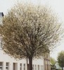Prunus fruticosa 'Globosa'
