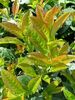 Prunus laurocerasus 'Baumgartner'