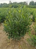 Prunus laurocerasus 'Elly'