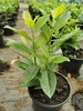 Prunus laurocerasus 'Genolia'