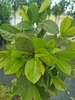 Prunus laurocerasus 'Gabi'