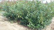 Prunus laurocerasus 'Herbergii'