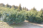 Prunus laurocerasus 'Kleopátra'
