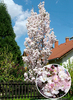 Prunus serrulata 'Amanogawa'