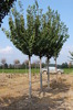 Prunus serrulata 'Kanzan'