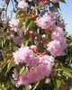 Prunus serrulata 'Kiku-shidare-sakura'