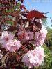 Prunus serrulata 'Royal Burgundy'