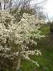 Prunus spinosa