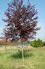 Prunus virginiana 'Canada Red'