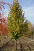 Pyrus calleryana 'Chanticleer'