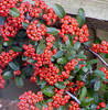 Pyracantha hibrid 'Mohave'