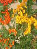 Pyracantha hibrid 'Orange Charmer'