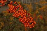 Pyracantha hibrid 'Orange Glow'