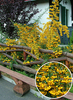 Pyracantha hibrid 'Soleil D'Or'