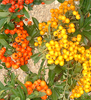 Pyracantha hibrid sp.