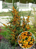 Pyracantha hibrid 'Teton'