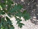 Quercus cerris