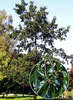 Quercus imbricaria