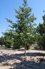 Quercus palustris