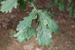 Quercus petraea