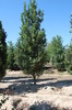 Quercus robur 'Fastigiata'