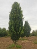 Quercus robur 'Fastigiate Koster'