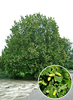 Quercus robur
