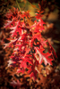Quercus rubra