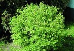 Ribes alpinum 'Schmidt'