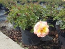 Rosa 'Candela' sárgásrózsaszín