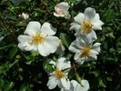 Rosa canina
