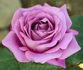 Rosa 'Claude Brasseur' TH mályvaszínű