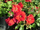 Rosa 'Centro Rose' sötétpiros