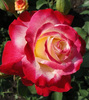 Rosa 'Double Perfume' TH piros fehér