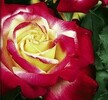 Rosa 'Gaumo' TH ciklámen/fehér fonák