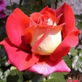 Rosa 'Kronenbourg' cseresznyepiros/sárgafonák