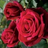 Rosa 'Mr. Lincoln' TH bordó