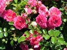 Rosa 'Peace' (Béke) TH pezsgőszín