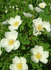 Rosa pimpinellifolia