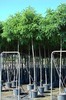 Robinia pseudoacacia 'Umbraculifera'