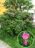 Rosa rugosa