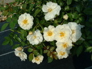 Rosa 'Schneekönigin' fehér