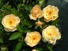 Rosa 'Sonnenschirm'